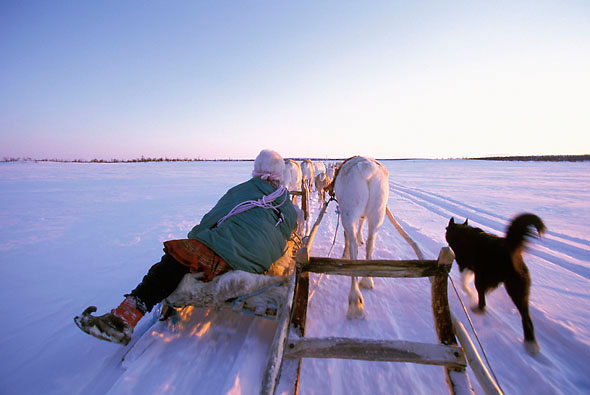 Reindeer travelling